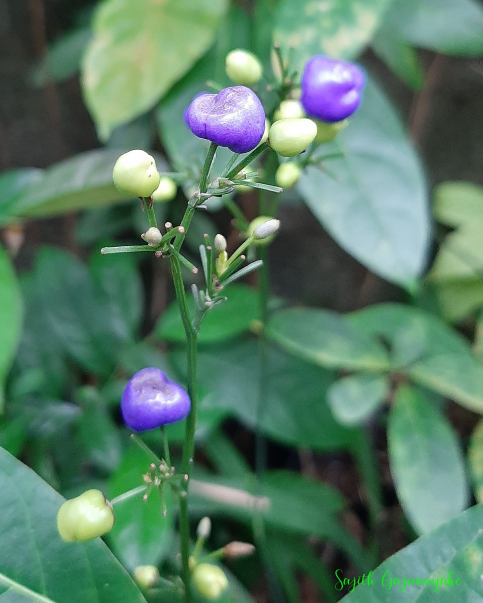 Dianella ensifolia (L.) Redouté